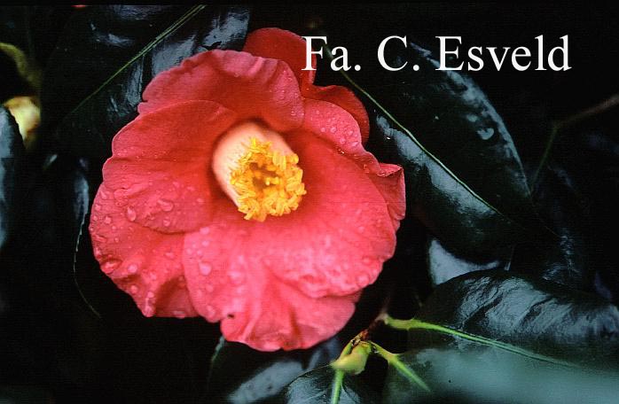 Camellia japonica 'Jupiter'