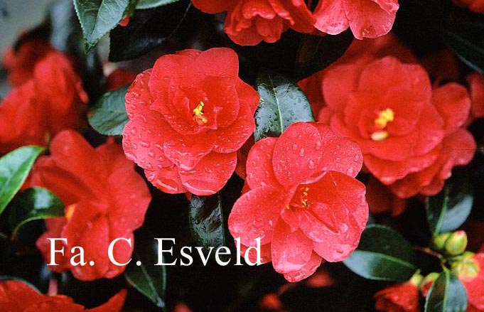 Camellia japonica 'Flame'