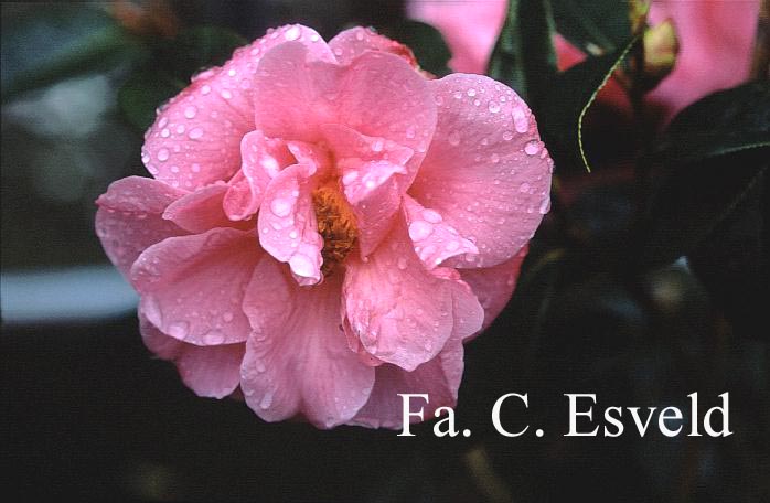 Camellia japonica 'Leonard Messel'