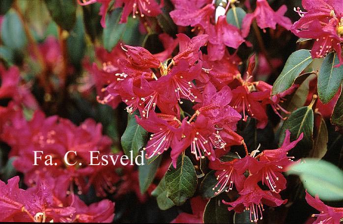 Rhododendron concinnum pseudoyanthinum