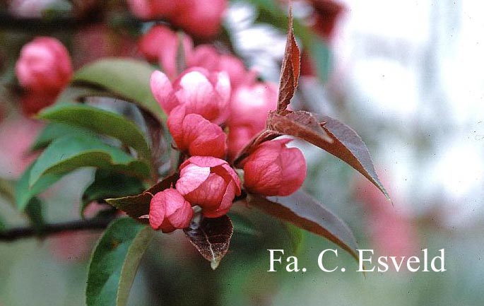 Malus 'Red Splendor'