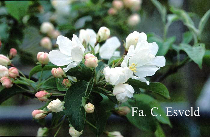 Malus baccata 'Street Parade'