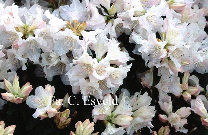 Rhododendron 'Dora Amateis'