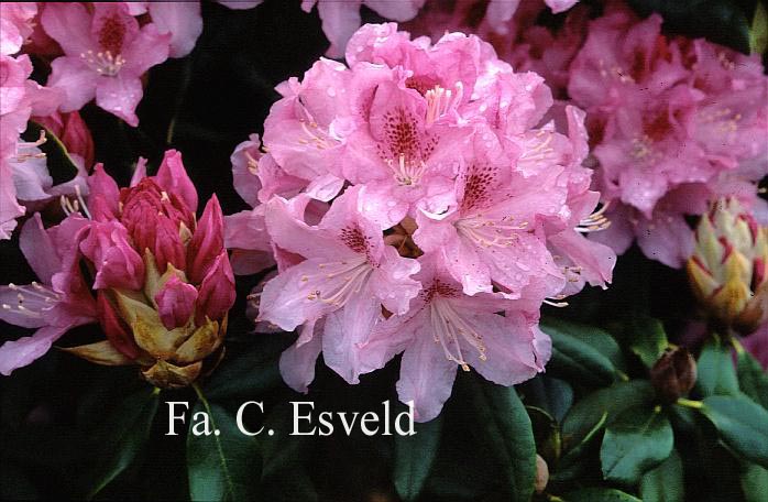 Rhododendron 'Cheer'