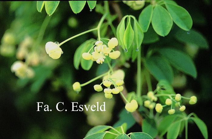 Akebia quinata 'Alba'