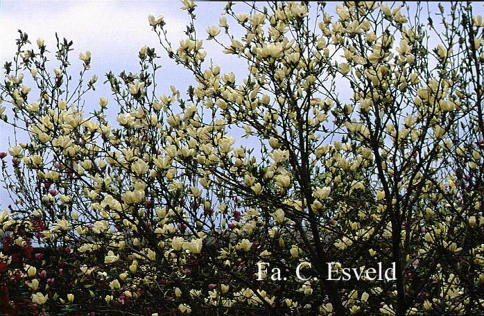 Magnolia 'Elizabeth'