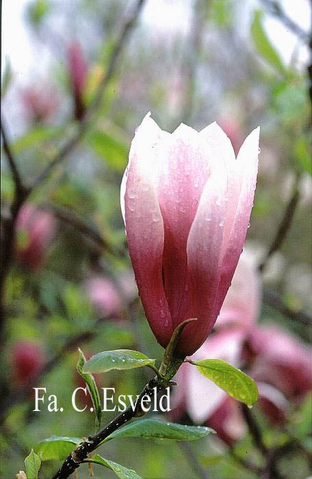 Magnolia 'Royal Crown'