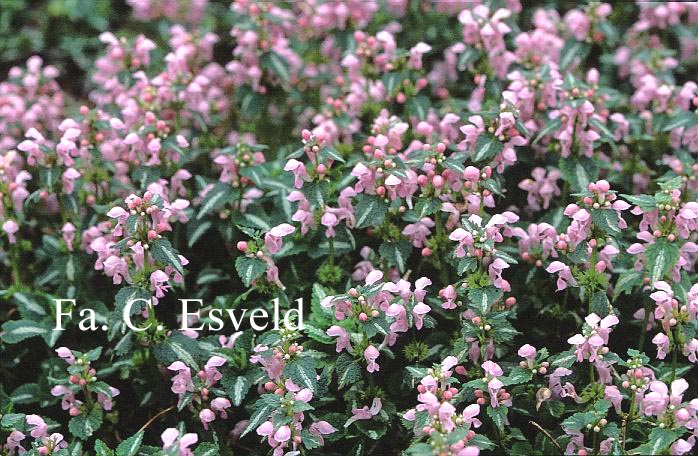 Lamium maculatum 'Shell Pink'