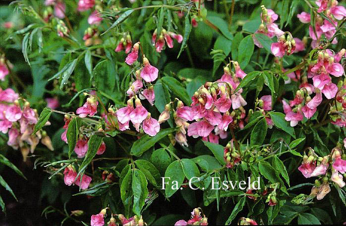 Lathyrus vernus 'Alboroseus'