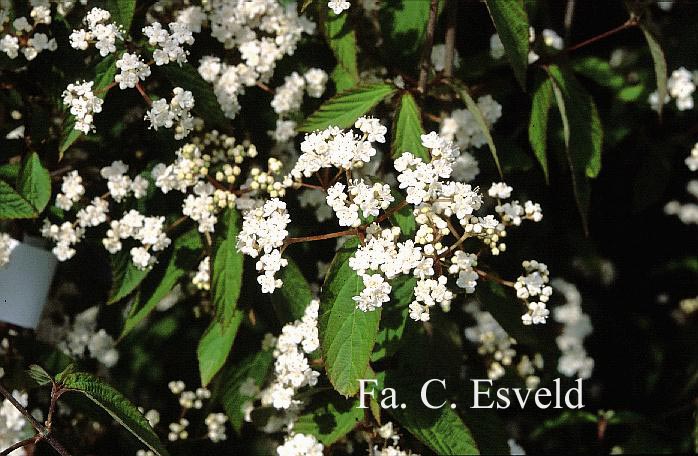 Viburnum ichangense