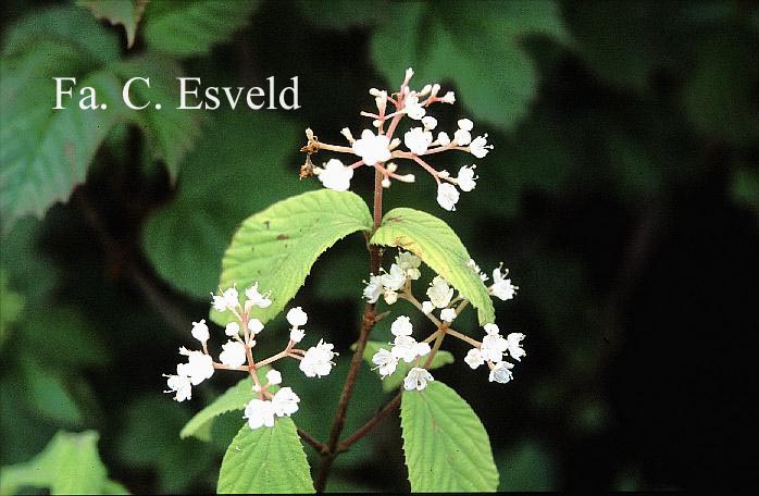 Viburnum erosum