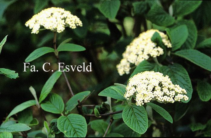 Viburnum rhytidophylloides 'Alleghany'
