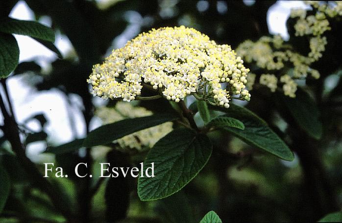 Viburnum rhytidophylloides 'Alleghany'