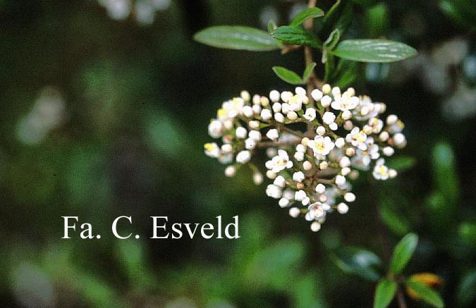 Viburnum utile
