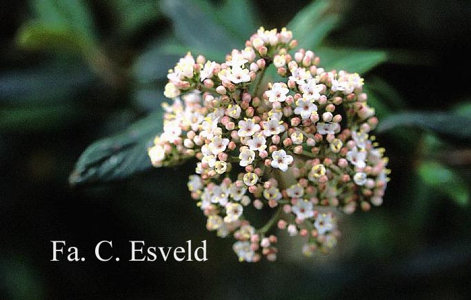 Viburnum 'Pragense'