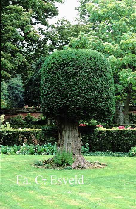 Taxus baccata