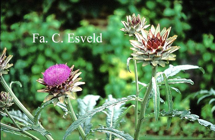 Cynara scolymus