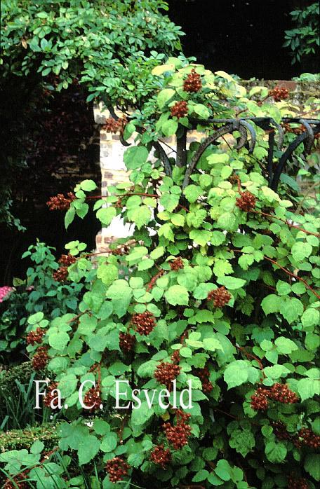 Rubus phoenicolasius