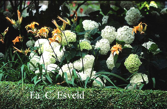 Hydrangea arborescens 'Annabelle'