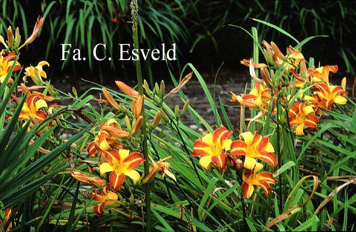 Hemerocallis 'Frans Hals'