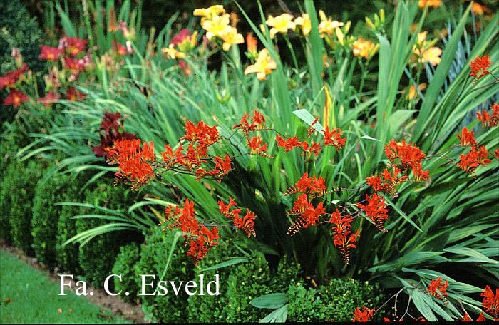 Crocosmia 'Lucifer'