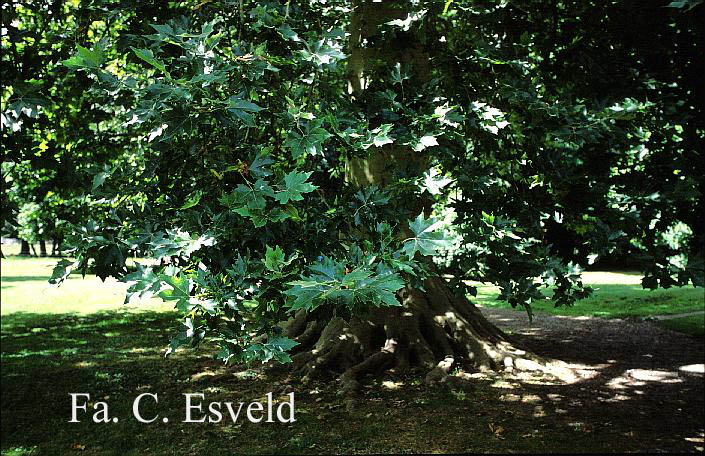 Platanus hispanica