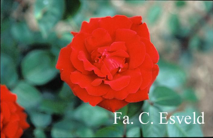 Rosa 'Ingrid Bergman'