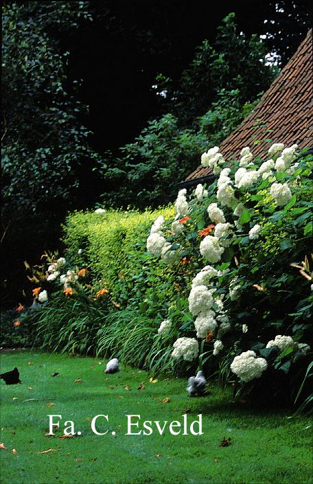 Hydrangea arborescens 'Annabelle'