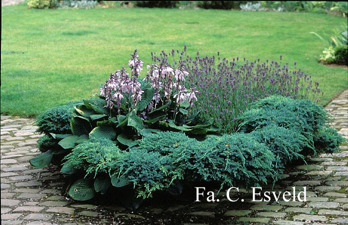 Hosta sieboldiana