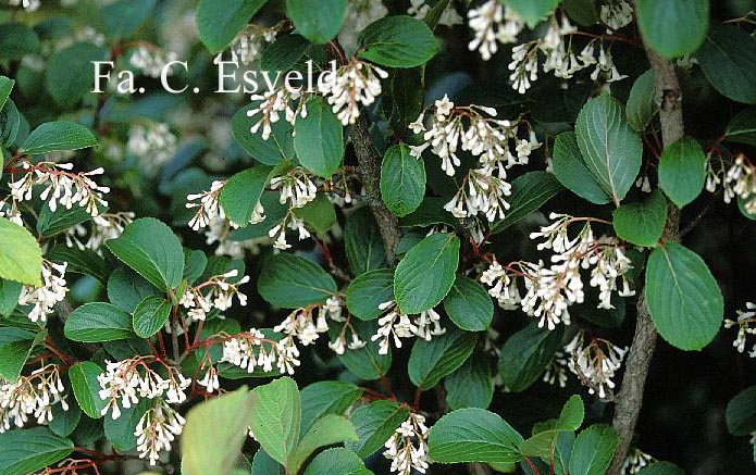 Viburnum erubescens gracilipes