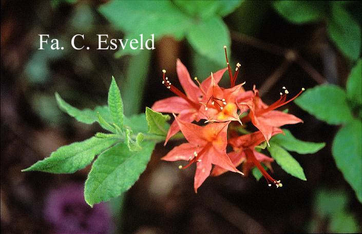 Rhododendron calendulaceum