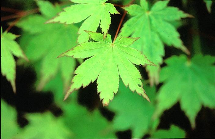 Acer palmatum 'Aki tsuma gaki'