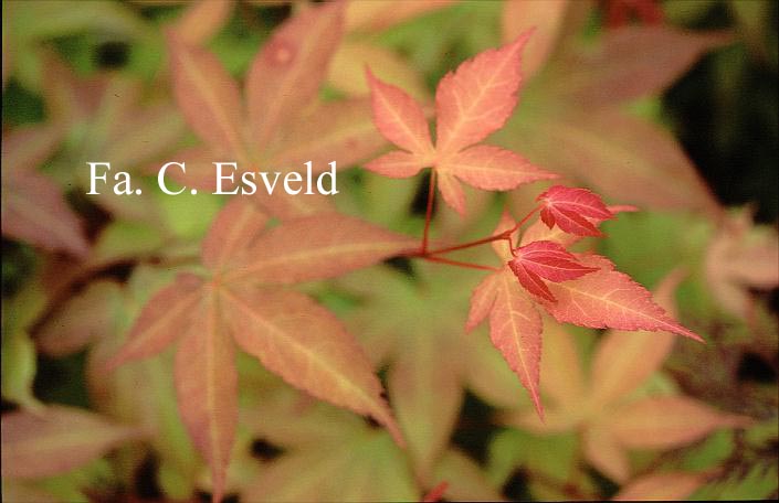 Acer palmatum 'Green Star'