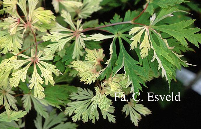 Acer japonicum 'Kujaku nishiki'