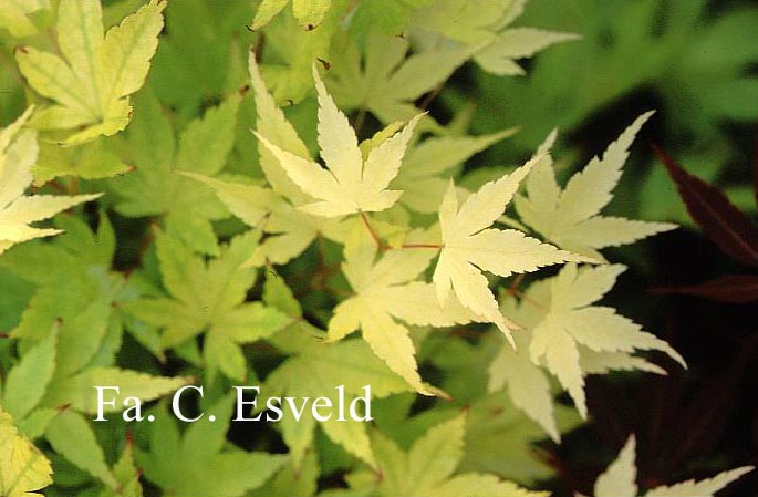 Acer palmatum 'Shiro fu nishiki'