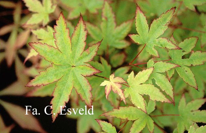 Acer palmatum 'Nishiki gasane'