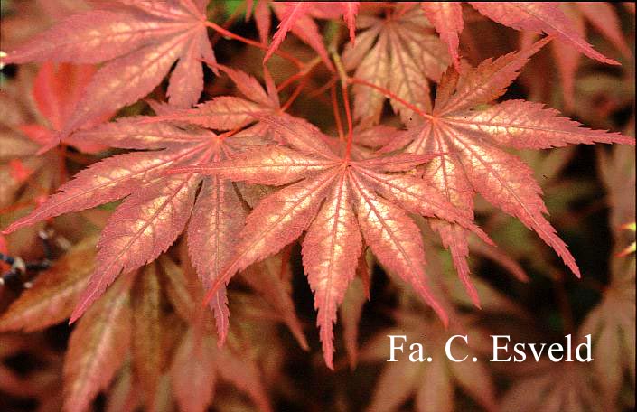 Acer palmatum 'Will's Devine'