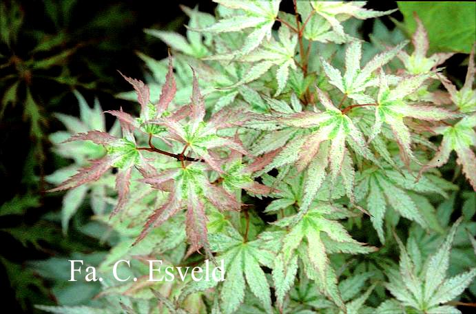 Acer palmatum 'Peve Multicolor'