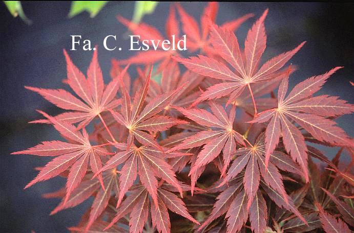Acer palmatum 'St. Jean'