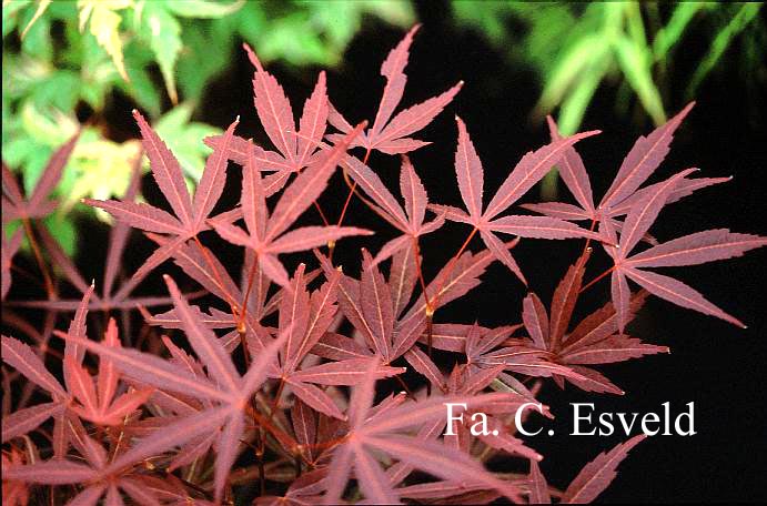 Acer palmatum 'Red Cloud'