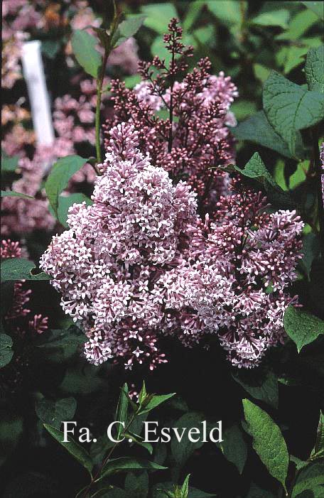 Syringa villosa