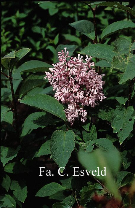 Syringa 'Esterka'