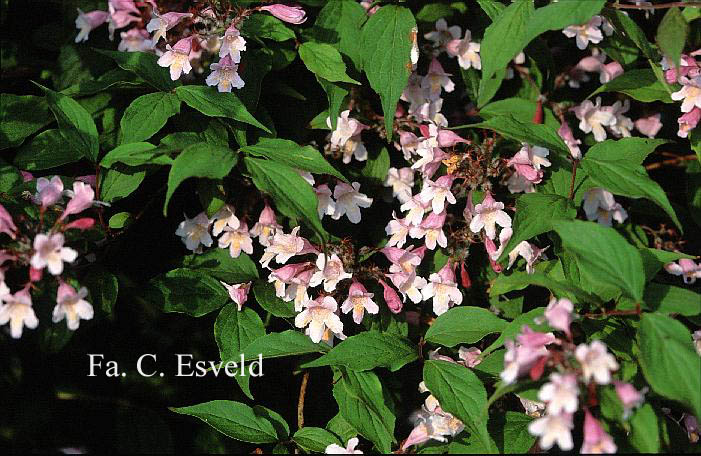 Kolkwitzia amabilis 'Pink Cloud'