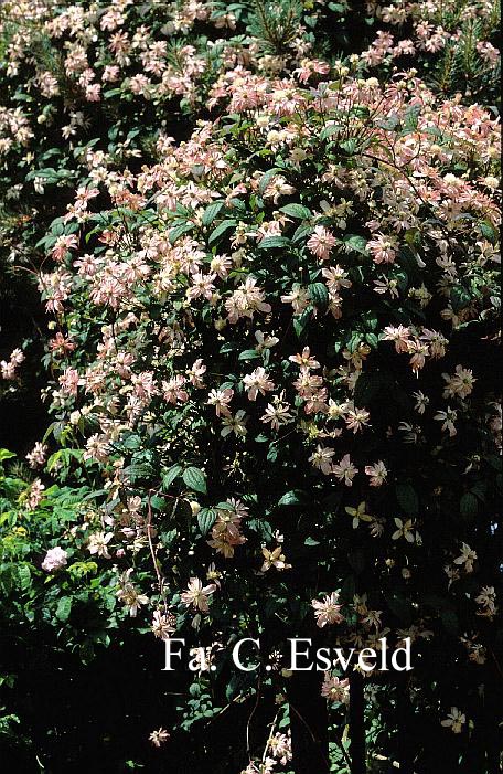 Clematis 'Marjorie'