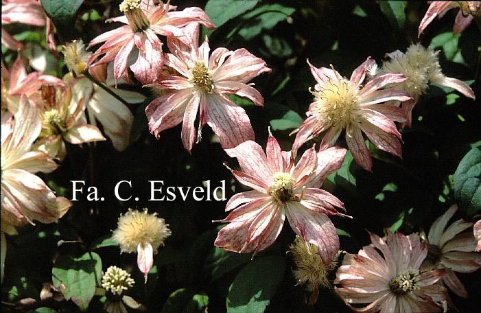 Clematis 'Marjorie'