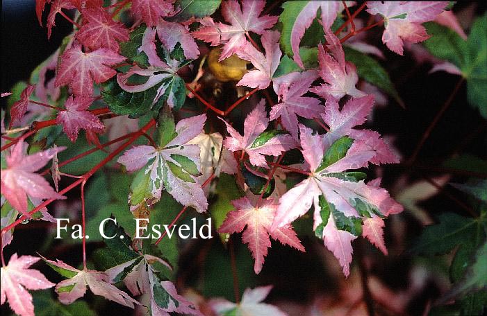 Acer palmatum 'Murasaki Shikibu'