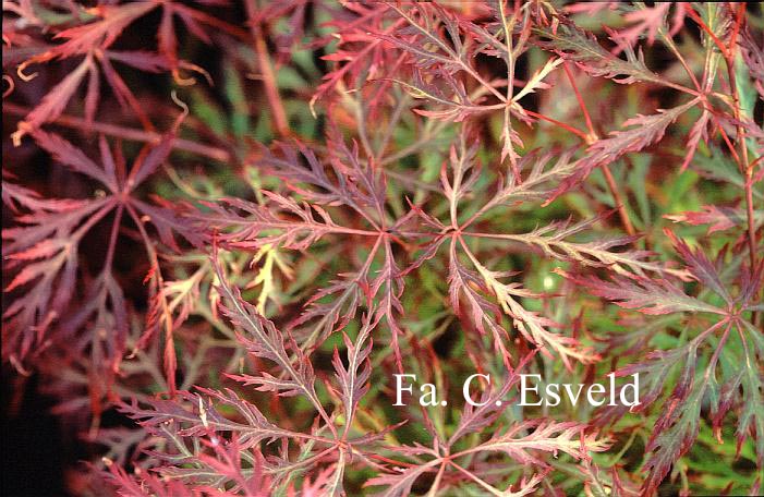 Acer palmatum 'Chantilly Lace'