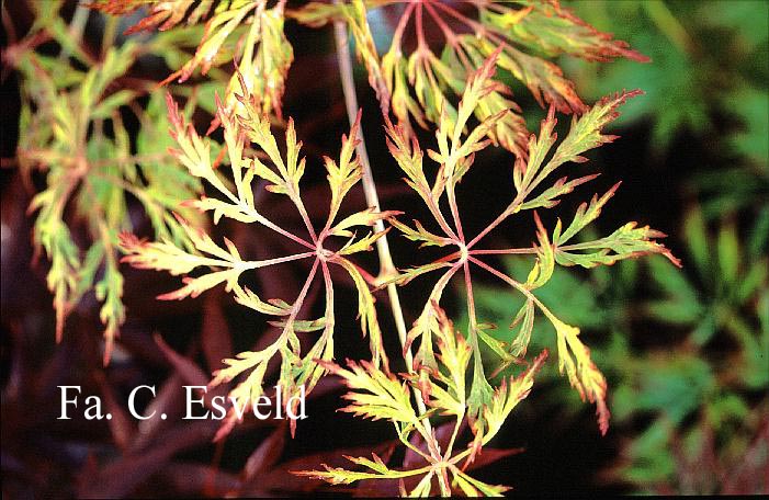 Acer japonicum 'Fairy Light'