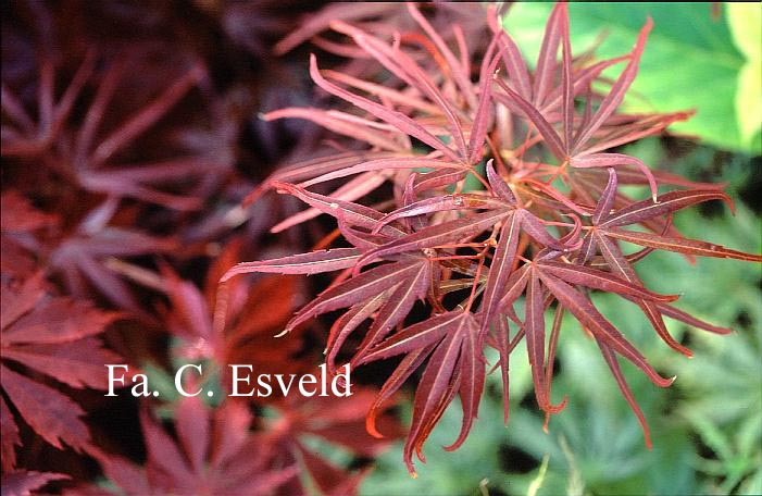 Acer palmatum 'Atrolineare'