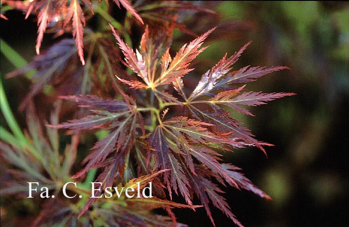 Acer palmatum 'Dragon's Fire'